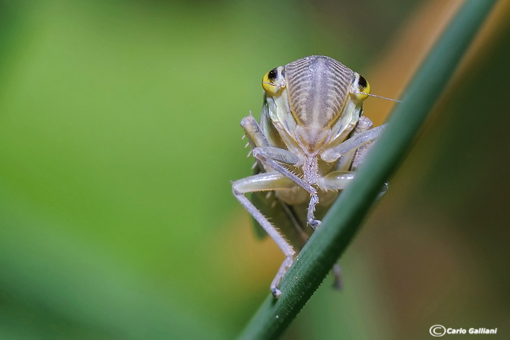 Microcosmo (visti da molto vicino)